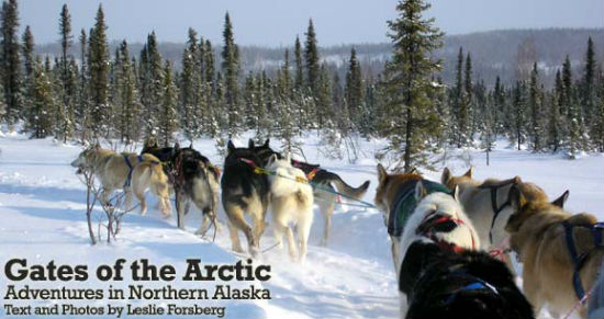 Sled dog racing is popular in Alaska. 