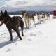 Dog sledding in Maine with Mahoosuc Guide Service Maine