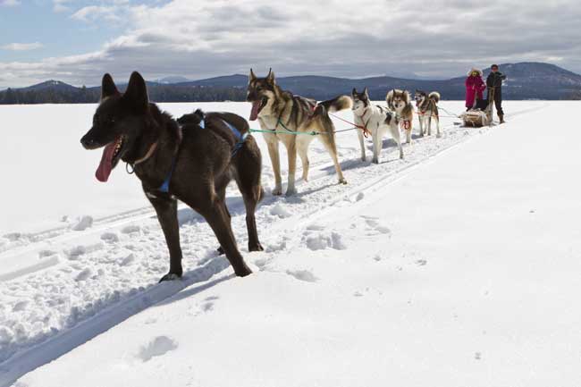 Dog sledding in Maine with Mahoosuc Guide Service Maine