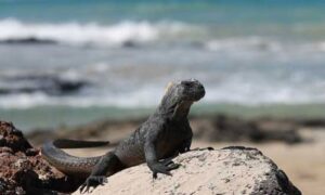 Up Close and Personal: The Galapagos Islands