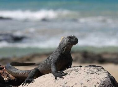 Travel in the Galapagos Islands