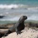 Travel in the Galapagos Islands