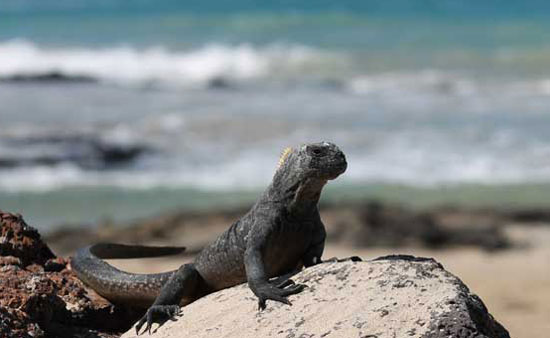 Travel in the Galapagos Islands