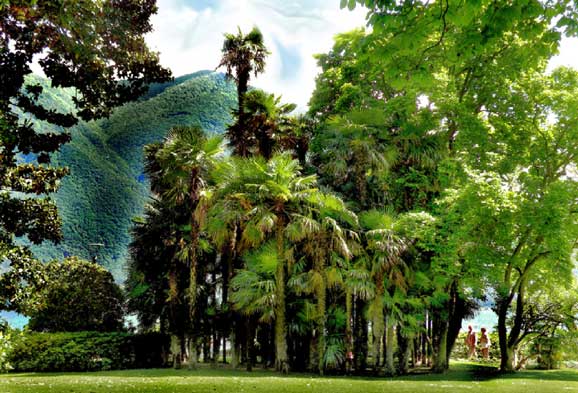 Palm trees in Lugano. Photo by Annie Palovcik