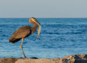 Fishing in Siesta Key, Florida.
