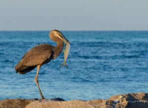 Siesta Key, Florida: Anglers Paradise