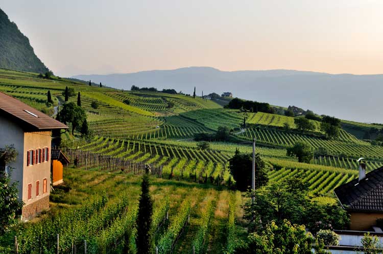 Visiting vineyards