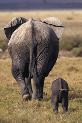 Samburu National Reserve is home to elephants, zebra, leopards, warthogs and more.