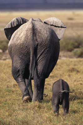 Samburu National Reserve is home to elephants, zebra, leopards, warthogs and more. 