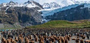 A Walk with Kings: South Georgia Island, Antarctica