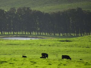 Of Cattle and Cowboys: Hawaii’s Big Island