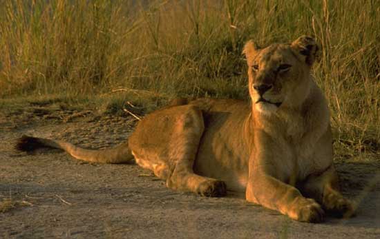 Volunteer with Lions in Africa