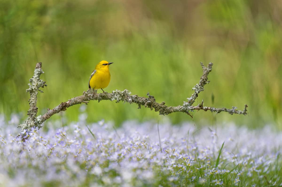 A Warbler perched on branch near Lake Erie