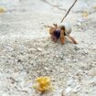 Little crab on beach in Belize