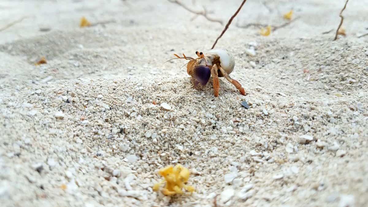 Little crab on beach in Belize