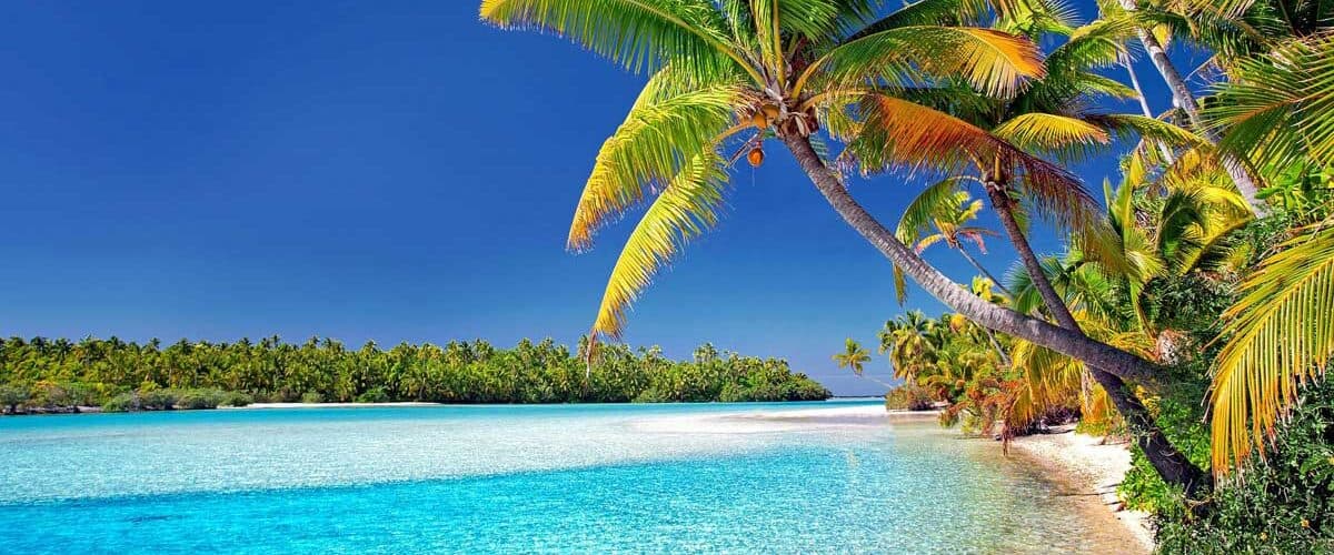Palm trees on Cook Islands