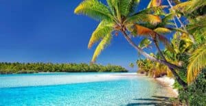 Palm trees on Cook Islands