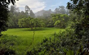 Taman Negara in Malaysia