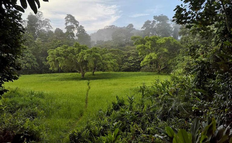 Taman Negara in Malaysia