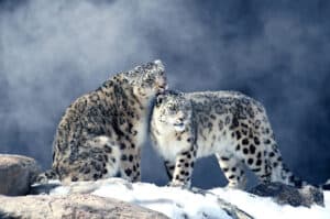 Snow leopards in Russia