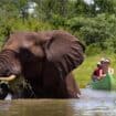 Canoe group next to an elephant on the Zambezi River in Africa