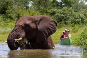 Canoe group next to an elephant on the Zambezi River in Africa