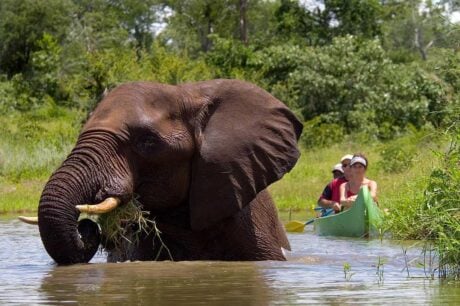 Canoe group next to an elephant on the Zambezi River in Africa