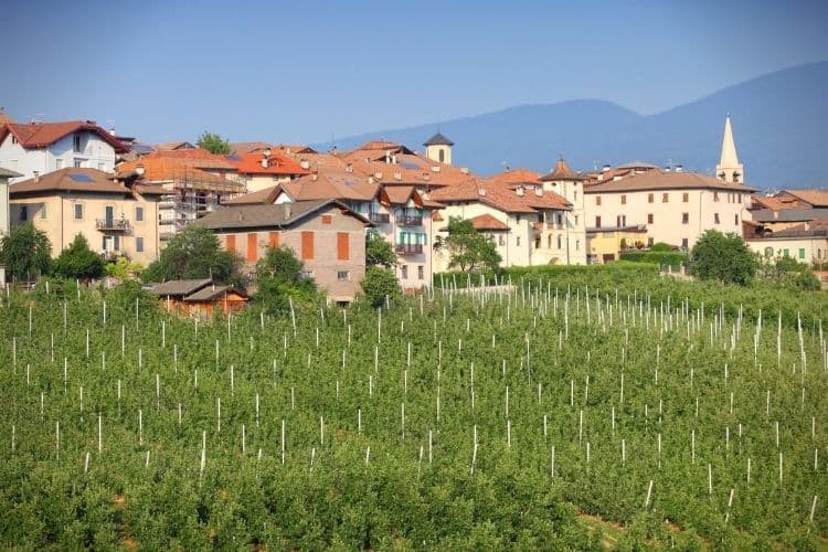 Wine tasting at a Trentino winery is a favorite passtime