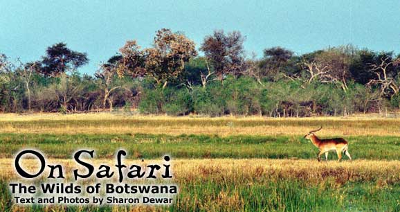 Safari in Botswana