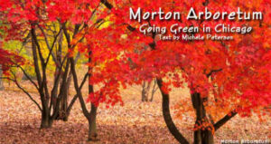 Chicago’s Morton Arboretum