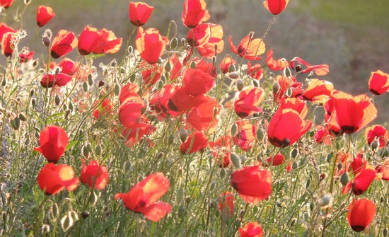 Poppies in the desert.