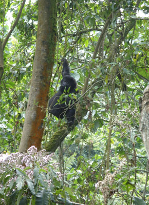 Nearby, a baby gorilla practised climbing in the trees, swinging up and down a sapling. Photo by Alex Jones