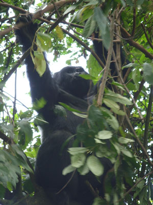 A baby gorilla looks down from her perch in Bwindi Impenetrable Forest. Photo by Alex Jones