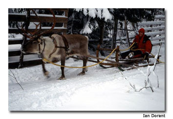 Ulla the reindeer finishes with a final burst of speed.