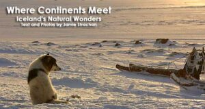 Dog sledding in Iceland