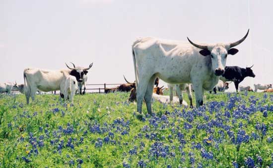 Texas Longhorn cattle amidst a field of bluebonnet flowers. Photo by Washington County Chamber of Commerce