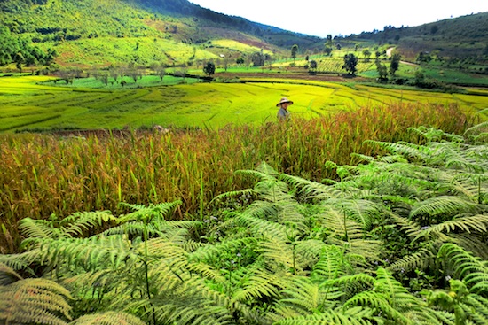 A farmer tends to her field in the countryside near the remote hill side town of Kalaw in central Myanmar. Photo by Pamela Roth