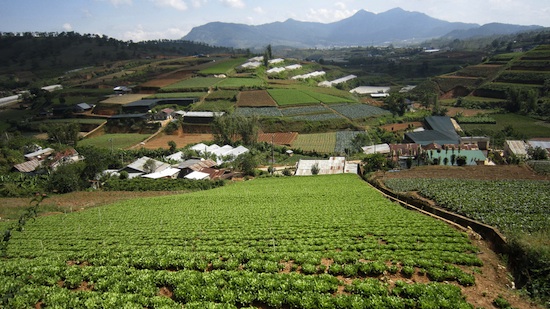 The fields of Dalat Photo by flickr/Ag Gilmore