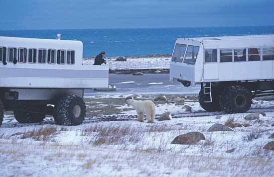 A specially-designed tundra buggy allows visitors to get closer to the polar bears. Photo courtesy Travel Manitoba