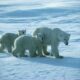 Polar bears in Manitoba