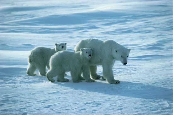 Polar bears in Manitoba
