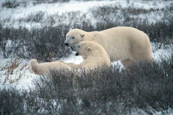 Polar bears at play near Churchill