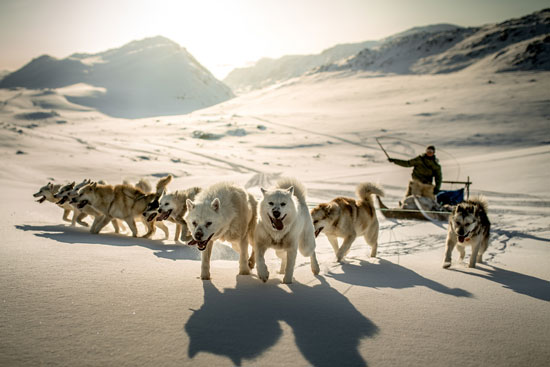 Dog sledding in Greenland is a necessity for locals, and a popular activity for tourists too. Photo by Visit Greenland