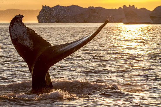 In Greenland, you can get up close and personal with these gentle giants of the deep. Photo by Visit Greenland