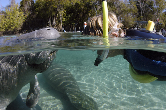 Swimmer gets a greeting from a manatee in Citrus Springs, Florida