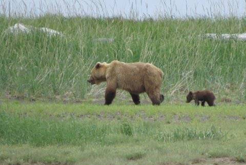 Mamaband baby bear in Katmai National Park. A mama bear with cub in Katmai National Park. Photo by Manjusha Gupte