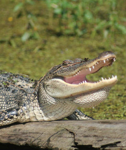 An alligator in Louisiana opens its large mouth. 