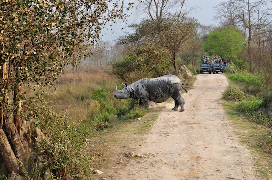 A one-horned rhino tries to escape the glare of tourists at the Kaziranga National Park in Assam. The park is a World Heritage Site and boasts of almost two-thirds of the global population of the one-horned rhino. Photo by Mukul Satya Gupta 