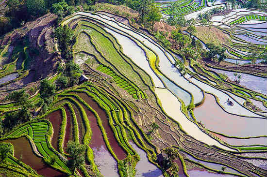 In Yunnan, the rice terraces are practical and beautiful. Photo by FLICKR/The rice terraces in Yunnan catch the light. Photo by FLICKR/ Hoang Giang Hai