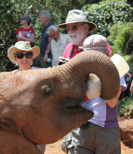 The elephant feeds himself.